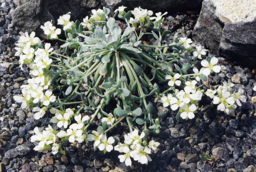 Physaria eburnifolia en fleurs sur des éboulis arides des montagnes du Wyoming